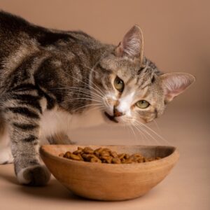 Sağlıklı Kedi Maması