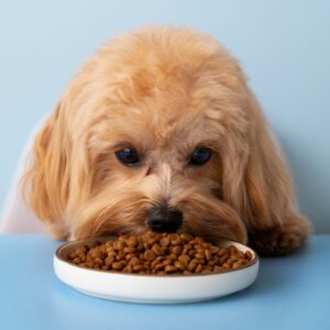 Hassas Sindirim İçin Köpek Maması