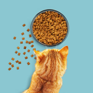 Protein Oranı Yüksek Kedi Maması